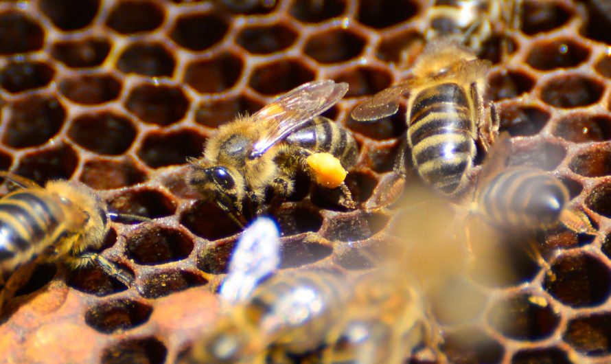 DONDE ZUMBAN LAS IDEAS: IVAN, LA ABEJA Y EL PULSO SECRETO DE LA MIEL